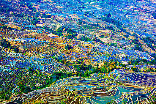 giống gà đá mới nhất