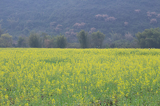 soi cầu miền bắc