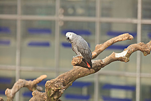 game chơi bài phỏm