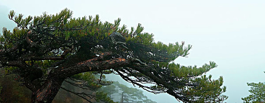 tỷ lệ trực tuyến