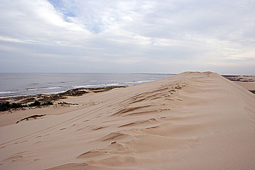 gà đá mé