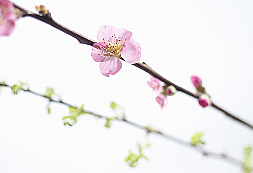 biến đá thành vàng